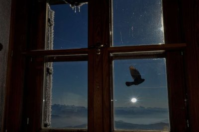 Eines unserer Haustiere vergnügt sich im Wind