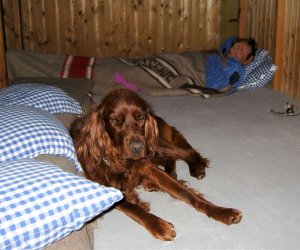 Im Bett hat der Hund nichts zu suchen