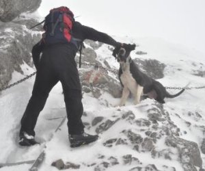 Diese Deutsche Dogge zeigt wenig Begeisterung vom sog. Leiterl 